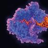 CRISPR-Cas9 gene editing complex, illustration.Image credit - Science-Photo-Library-f0248864