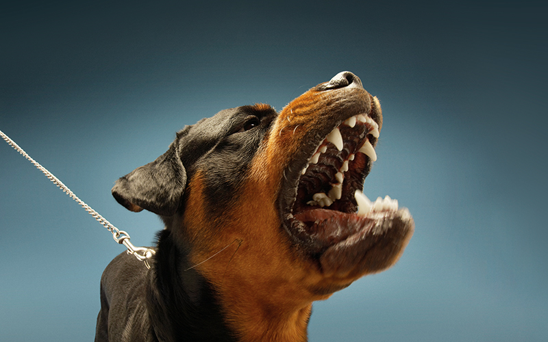 Ferocious Rottweiler barking on blue background-CREDIT-istock-486728529